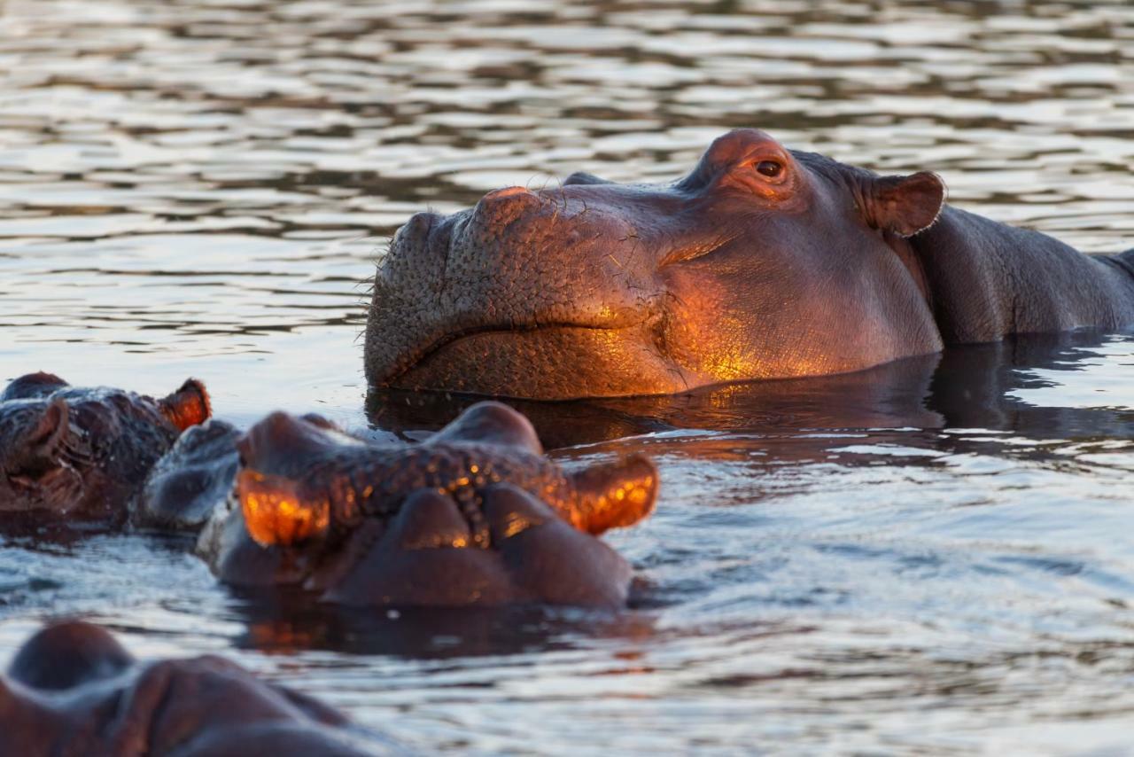 Inyati Game Lodge Sabi Sand Game Reserve Eksteriør billede